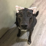 Entry image for Hubble