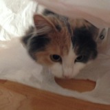 Entry image for Alice