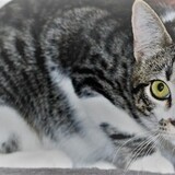 Entry image for Antonio