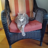 Entry image for INDY