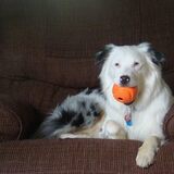 Entry image for AUSSIE