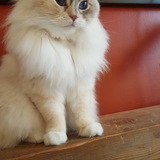 Entry image for MaggieMae 