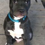 Entry image for Dillon