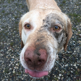 Entry image for Beau