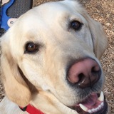 Entry image for Buddy