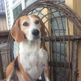 Entry image for Molson