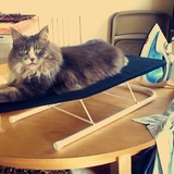 Entry image for Kitty