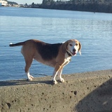 Entry image for Molson 