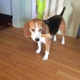 Entry image for Molson