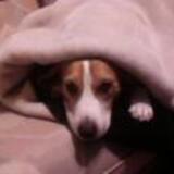 Entry image for Molson 