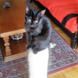 Entry image for Sparky