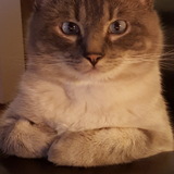 Entry image for Monty