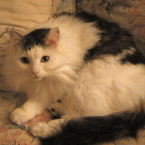 Entry image for Patches