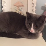 Entry image for Mittens