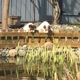 Entry image for Beanie and Charlie