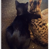 Entry image for Ringo & Gerald