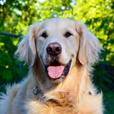 Entry image for Shadow