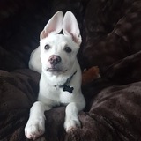 Entry image for Lola