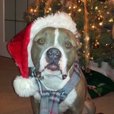 Entry image for Brutus