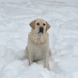 Entry image for Simba