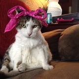 Entry image for Maisey