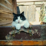 Entry image for Telesto