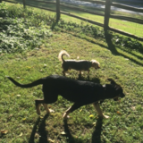 Entry image for Sailor & Timber