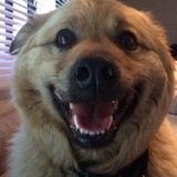 Entry image for Sarge