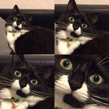 Entry image for Fiona