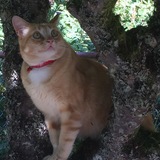 Entry image for Buddy