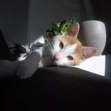 Entry image for Arnold Palmer