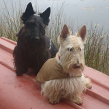 Entry image for Bart and Tara