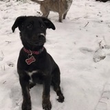 Entry image for Kona