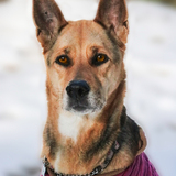 Entry image for Lexi