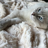 Entry image for Avalon the Hero!