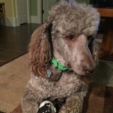 Entry image for Cooper