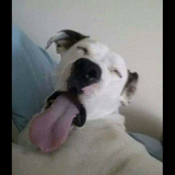 Entry image for Boscoe