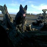 Entry image for Maxi