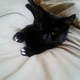 Entry image for Simon