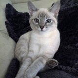 Entry image for Diesel 