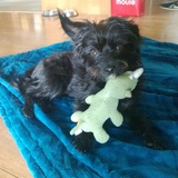 Entry image for Newton