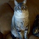 Entry image for Monkey