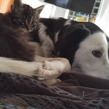 Entry image for Scout and Jewel 