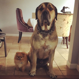 Entry image for Duke ( mastif) Sampson ( Pom)