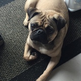 Entry image for Sadie