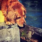 Entry image for Rosie