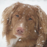 Entry image for Owen