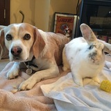 Entry image for King Kong and Rey