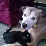 Entry image for Morocco and Zazzles