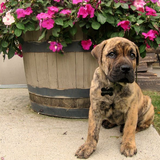 Entry image for Harvey